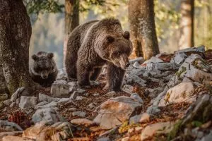 Bevakning av björnar