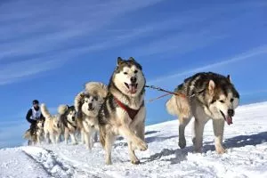 Катание на собачьих упряжках Краньска Гора